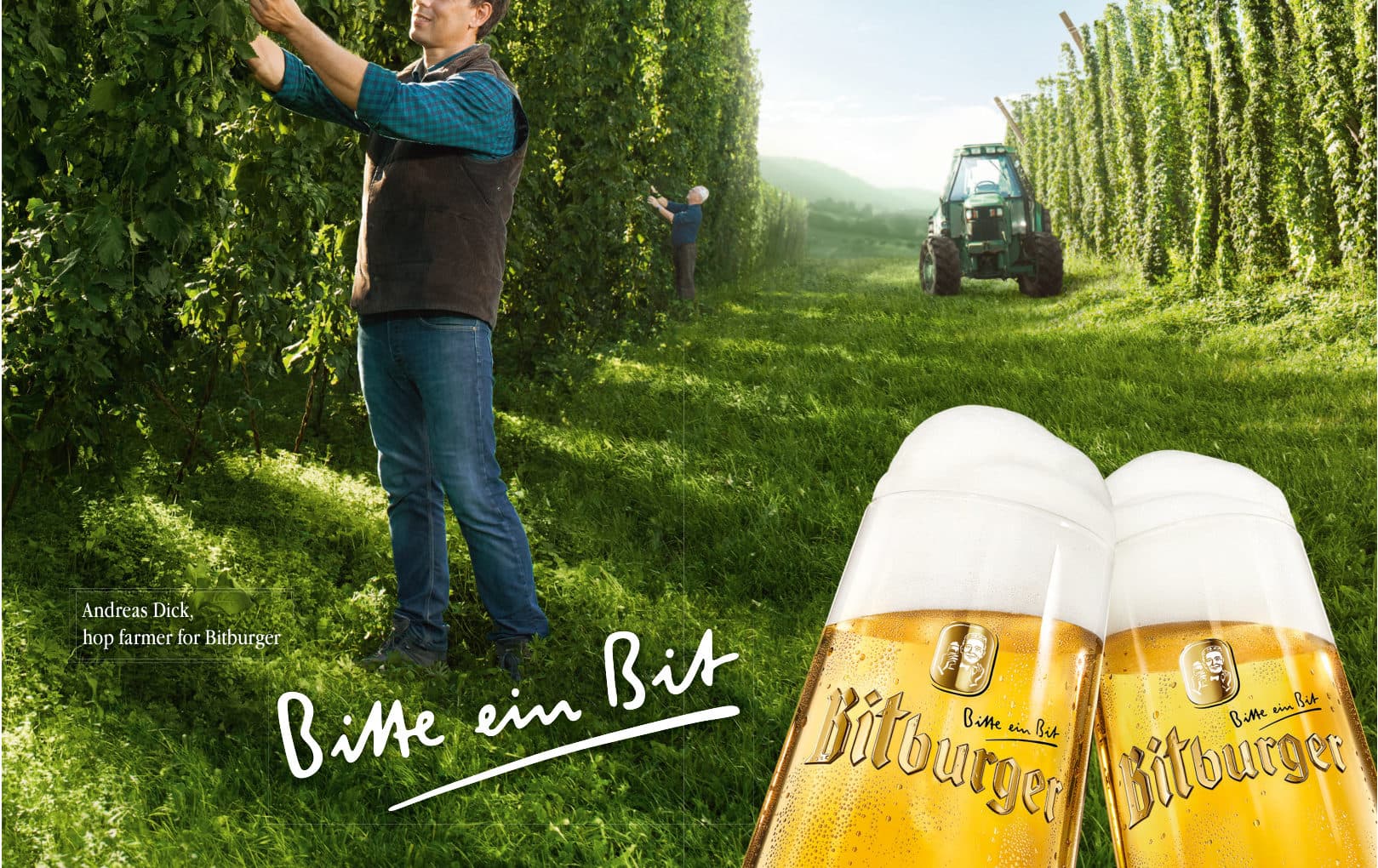 Người trồng hoa bia Siegelhopfen cho Bitburger giữa vùng hop Holsthum